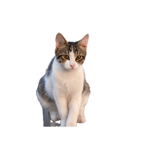Related cat image: Cute Tabby Cat Sitting On A Cobblestone Path In A Natural Setting. 18324